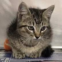 A young small-sized male Tabby (Brown / Chocolate) Domestic Short Hair cat named Woody for adoption in North Myrtle Beach, SC