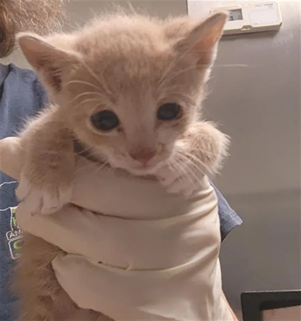 A baby small-sized male Domestic Short Hair cat named Jake for adoption in Bakersfield, CA