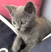 A baby medium-sized male Gray / Blue / Silver Russian Blue cat named Smokey for adoption in Paris, KY