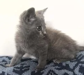 Smokey thumbnail 2