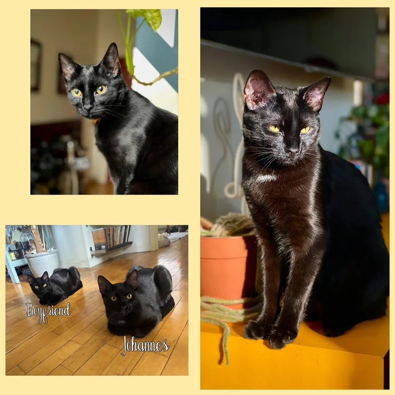 A baby medium-sized male Black Domestic Short Hair cat named Johannes And Boyfriend for adoption in Brooklyn, NY