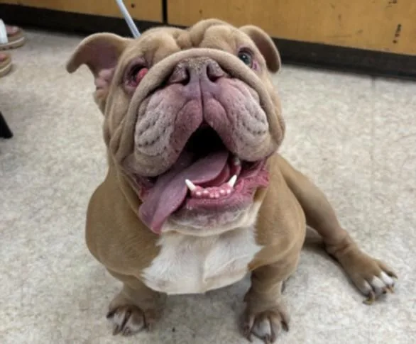 Otis