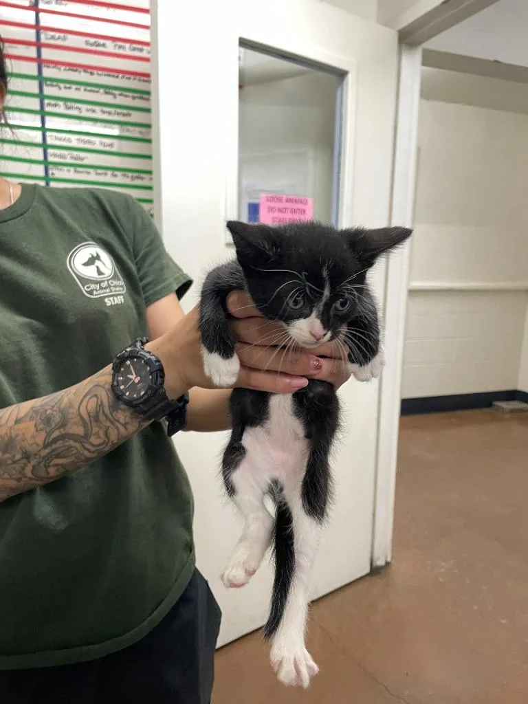 A baby small-sized male Domestic Short Hair cat named Frankie for adoption in Chico, CA