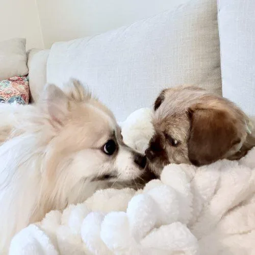 Nuggie
