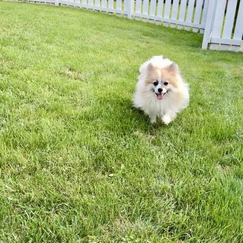 Nuggie thumbnail 2