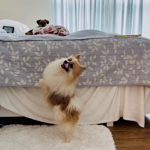 Nuggie thumbnail 3