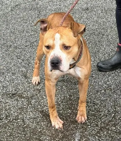 An adult large-sized male Mixed Breed dog named Titan for adoption in Hobart, IN