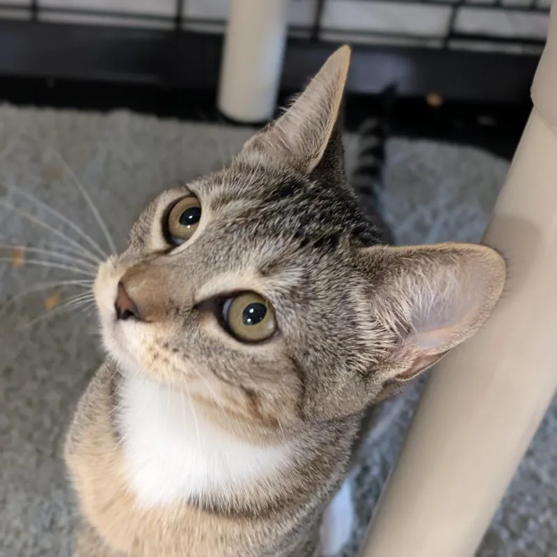 A baby small-sized female Brown / Chocolate Domestic Short Hair cat named Grumble for adoption in Thomaston, ME