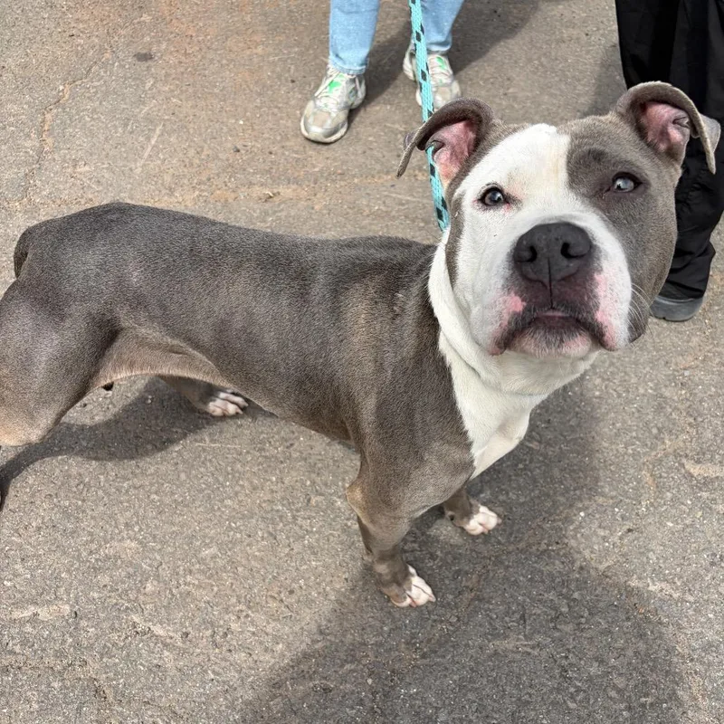 An adult medium-sized female Gray / Blue / Silver American Staffordshire Terrier dog named Tati for adoption in Newark, NJ