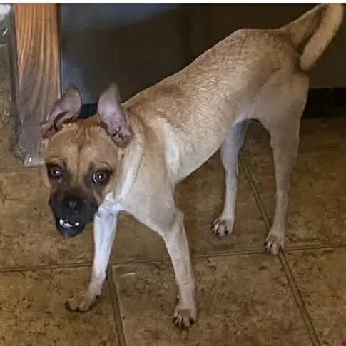 Lily the Chug BW
