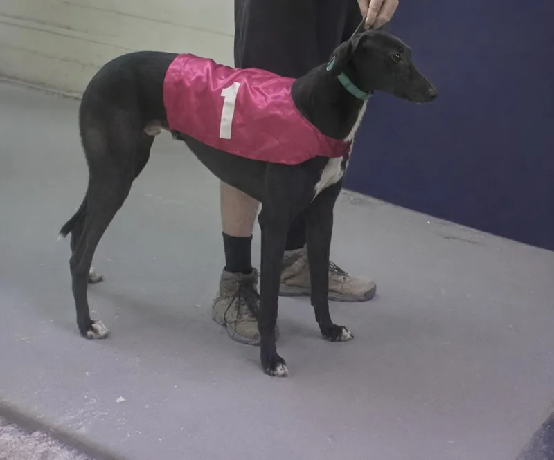 An adult large-sized male Black Greyhound dog named Ww Black Mamba for adoption in Allentown, PA