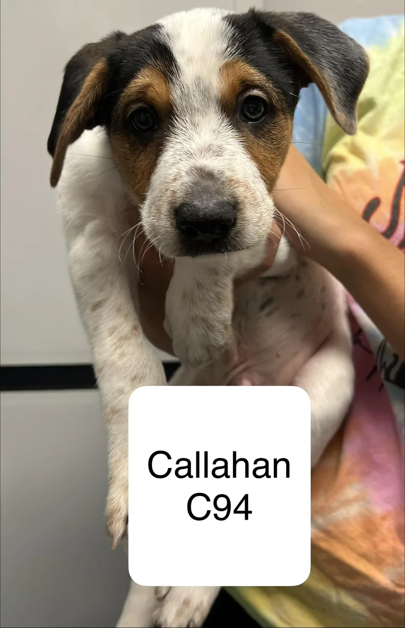 A baby medium-sized male Australian Shepherd dog named Callahan for adoption in Morganton, NC