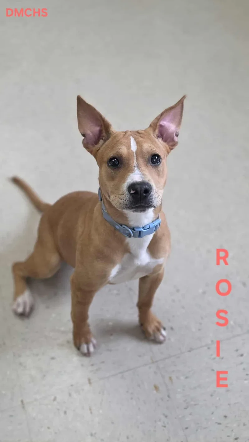 A baby small-sized female Yellow / Tan / Blond / Fawn Pit Bull Terrier dog named Rosie for adoption in Burlington, IA
