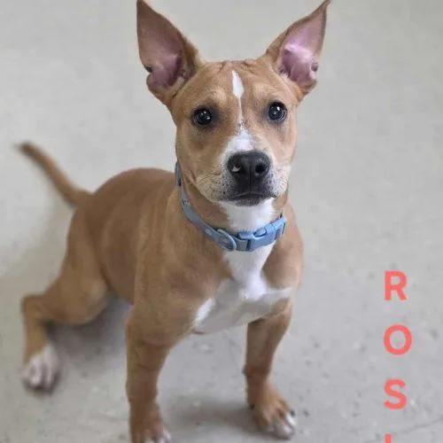 Rosie thumbnail 2