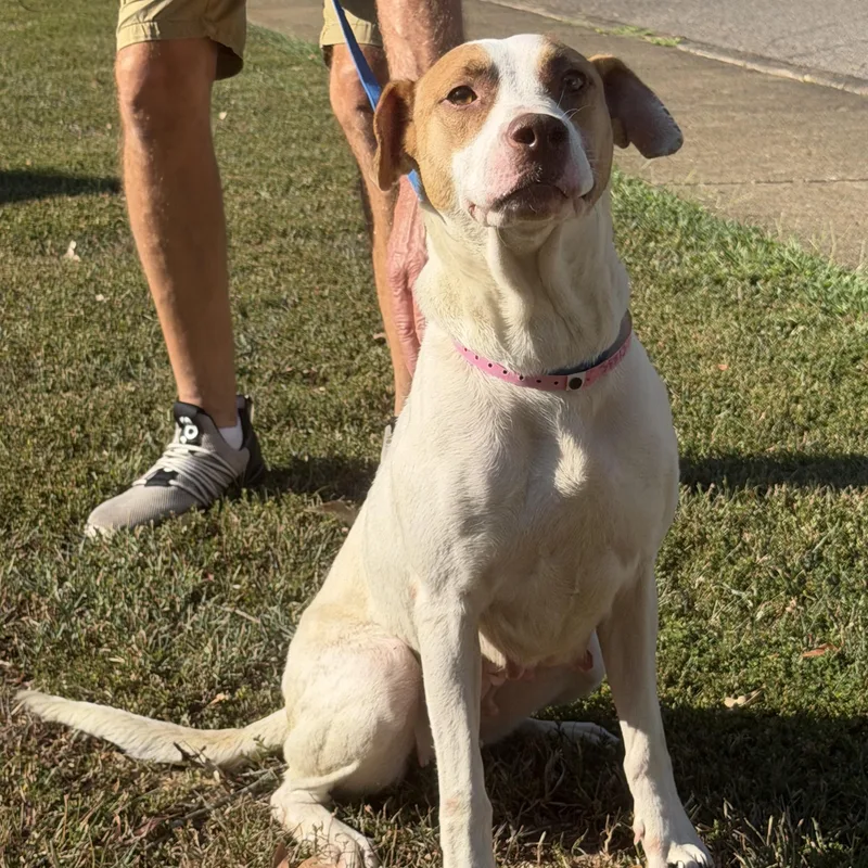 A young medium-sized female White / Cream Terrier dog named Val for adoption in Luttrell, TN