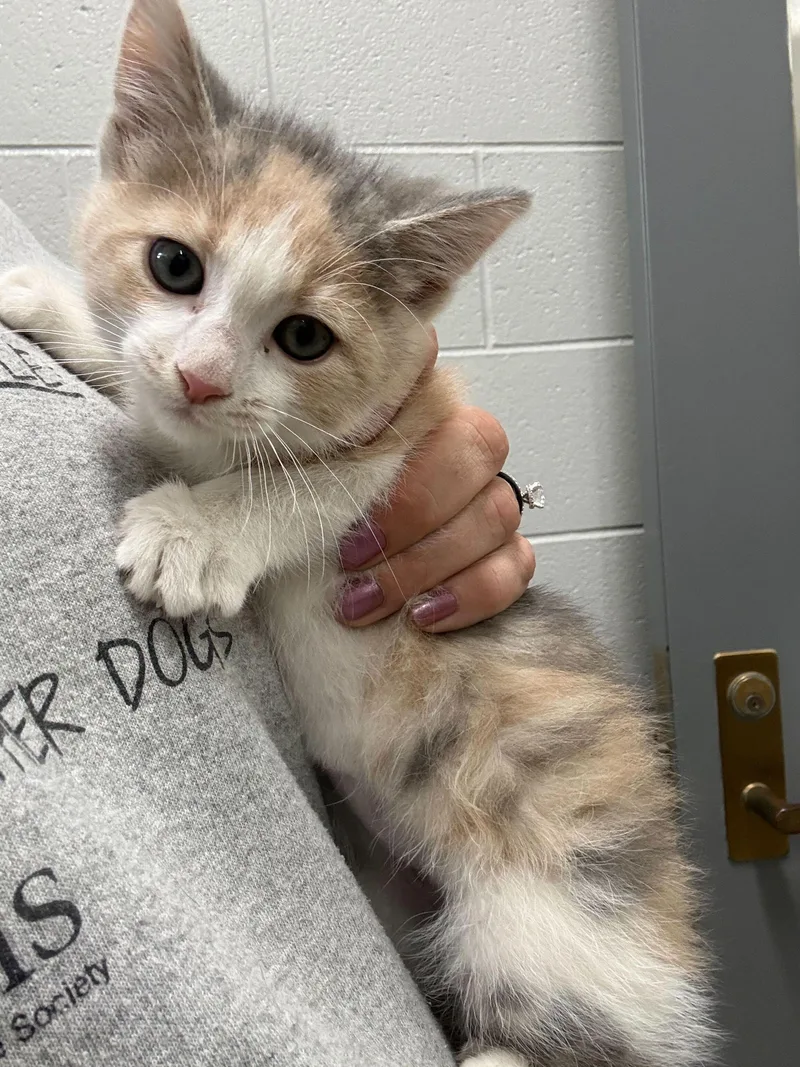 A baby small-sized female Gray & White Calico cat named Nova for adoption in Jackson, MI