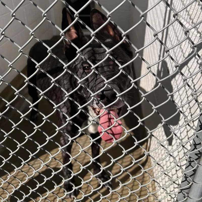 An adult large-sized male Black German Shepherd Dog dog named 72616 for adoption in Harrisonburg, VA