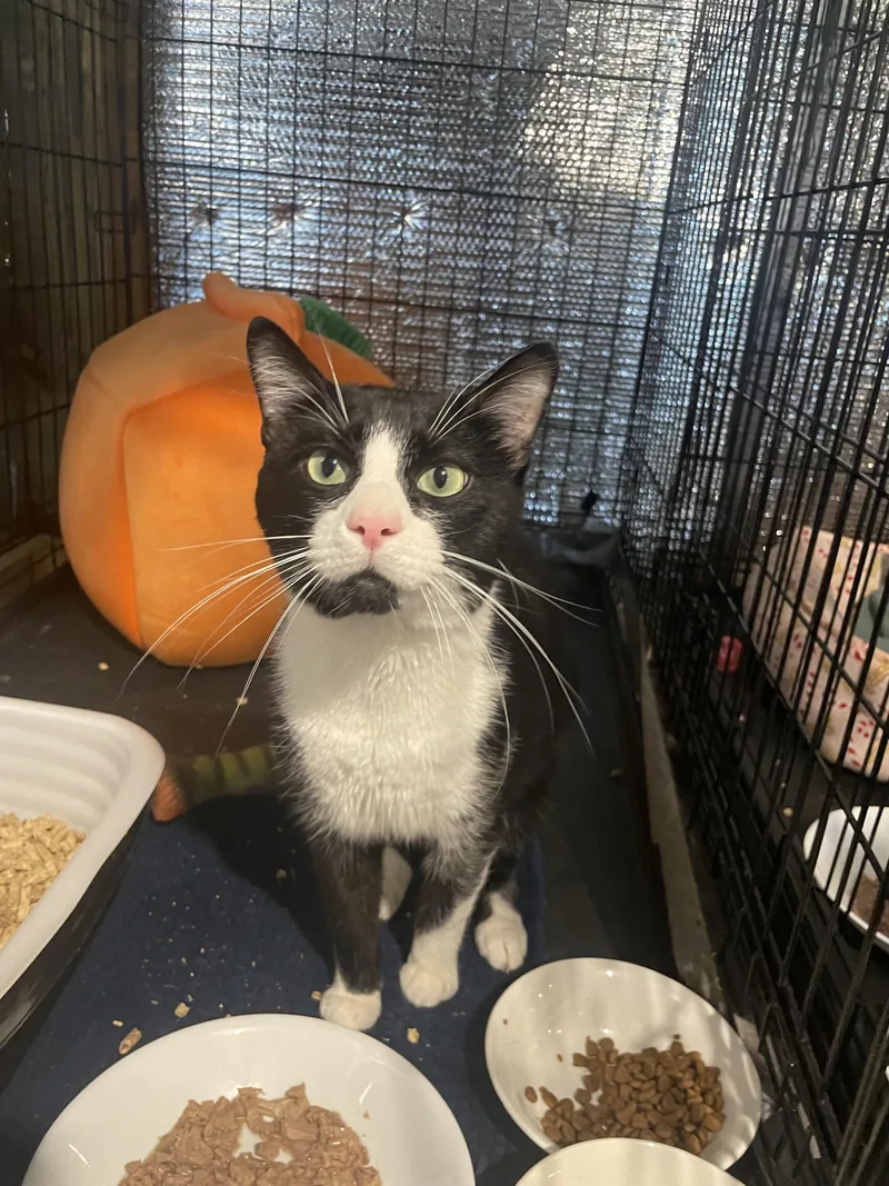 An adult medium-sized male Domestic Short Hair cat named Uno for adoption in Kent, OH