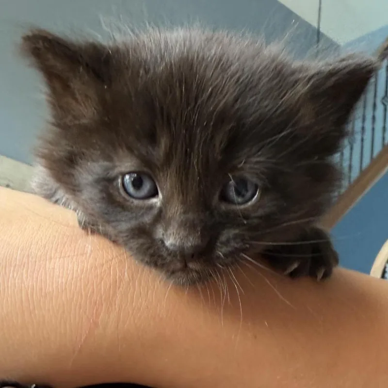A baby small-sized male Black Domestic Short Hair cat named Joey for adoption in North Canton, OH