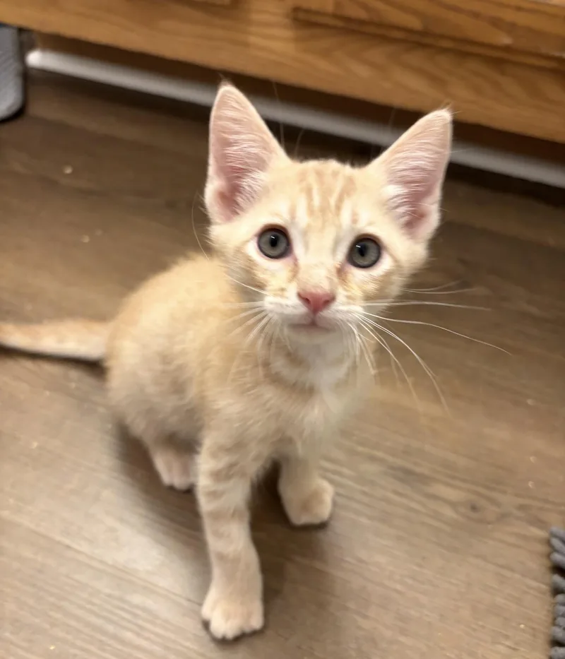 A baby medium-sized male Orange / Red Domestic Short Hair cat named Wormy for adoption in Austin, TX