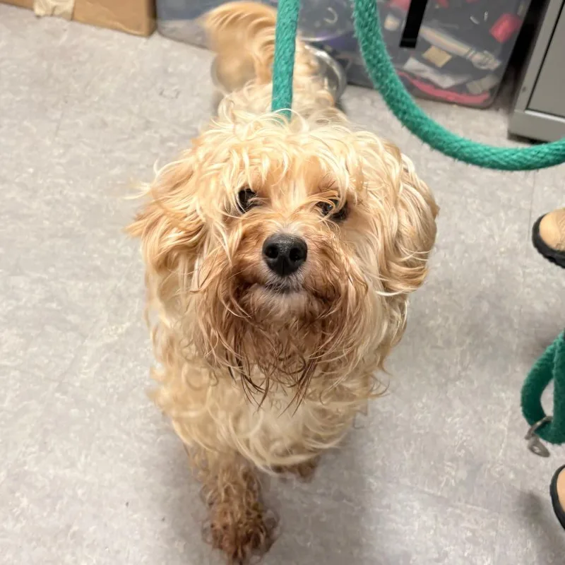 An adult small-sized male Yellow / Tan / Blond / Fawn Yorkshire Terrier dog named Magic for adoption in Quakertown, PA