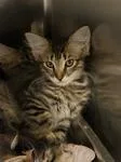 A baby medium-sized male Tabby (Brown / Chocolate) Domestic Long Hair cat named Declan for adoption in Heathsville, VA