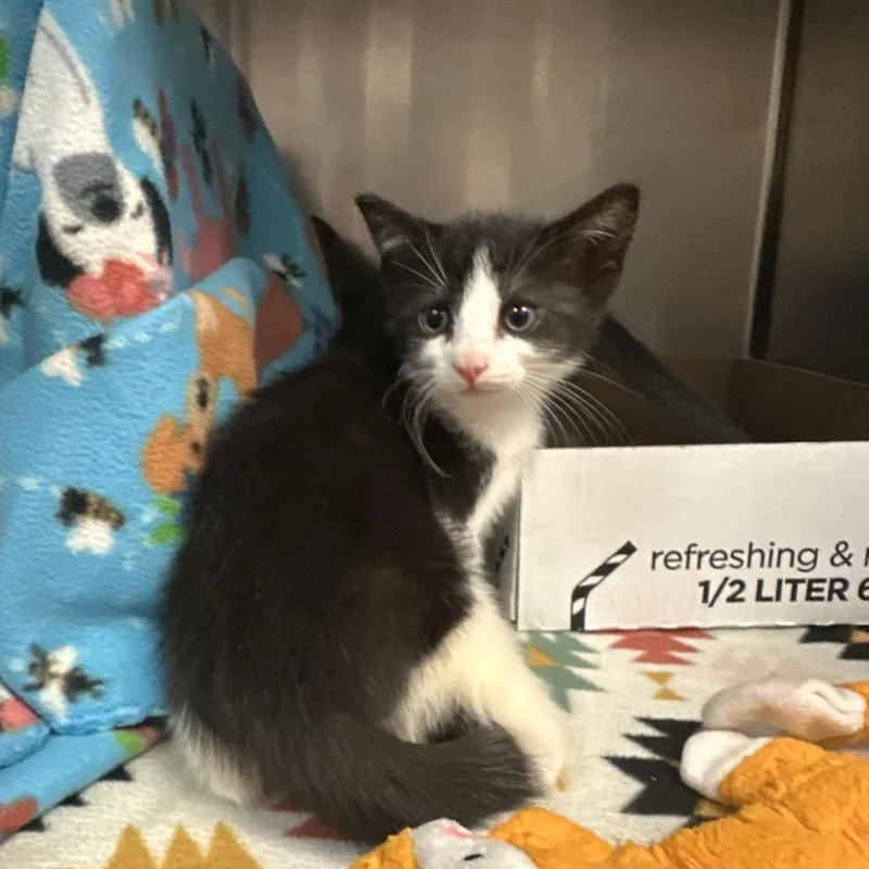 A baby small-sized male Black Domestic Short Hair cat named Alvin for adoption in Newark, NJ