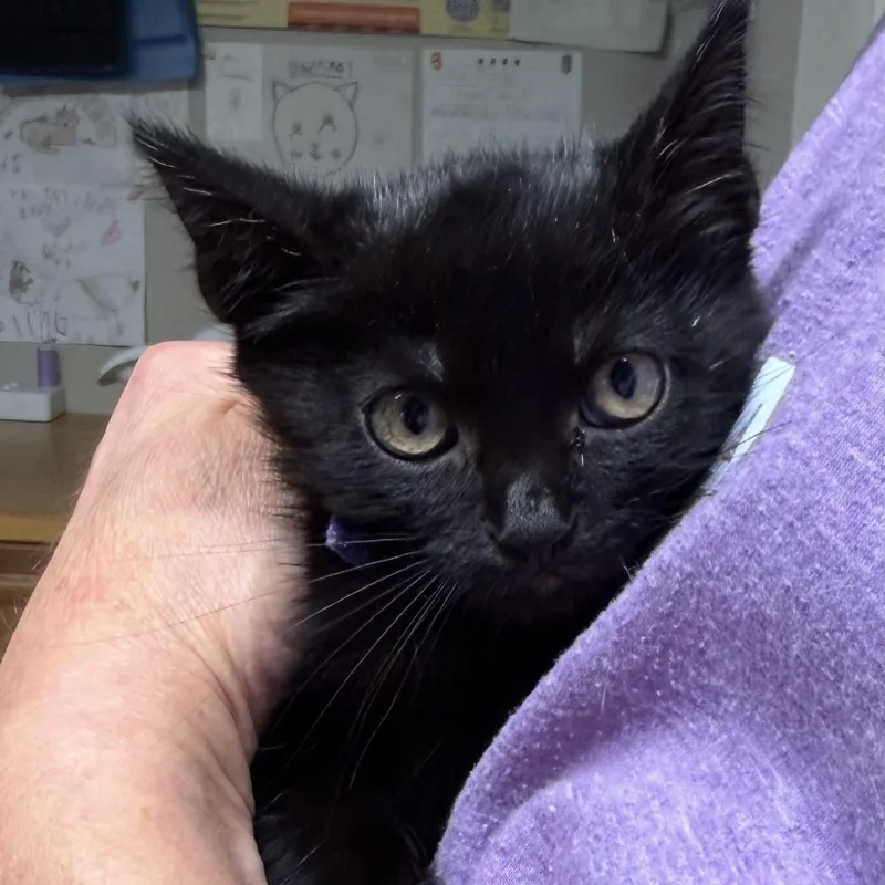 A baby medium-sized female Black Domestic Medium Hair cat named Jorja for adoption in Bulverde, TX