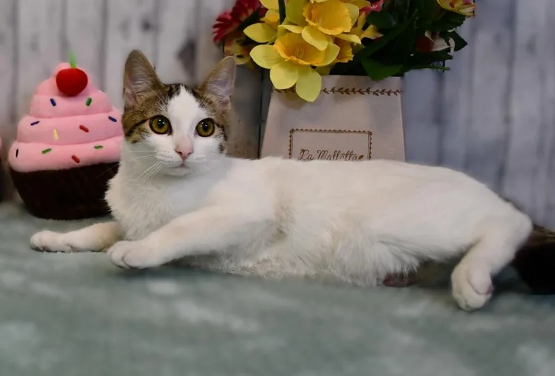 A baby medium-sized female Domestic Short Hair cat named Julianne for adoption in Roanoke, TX