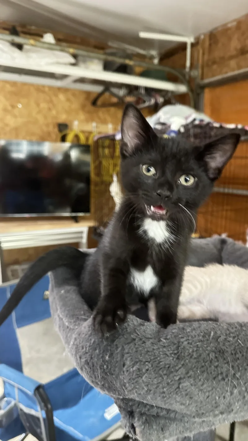 A baby medium-sized male Black & White / Tuxedo Domestic Short Hair cat named Mopsy for adoption in Monticello, IN