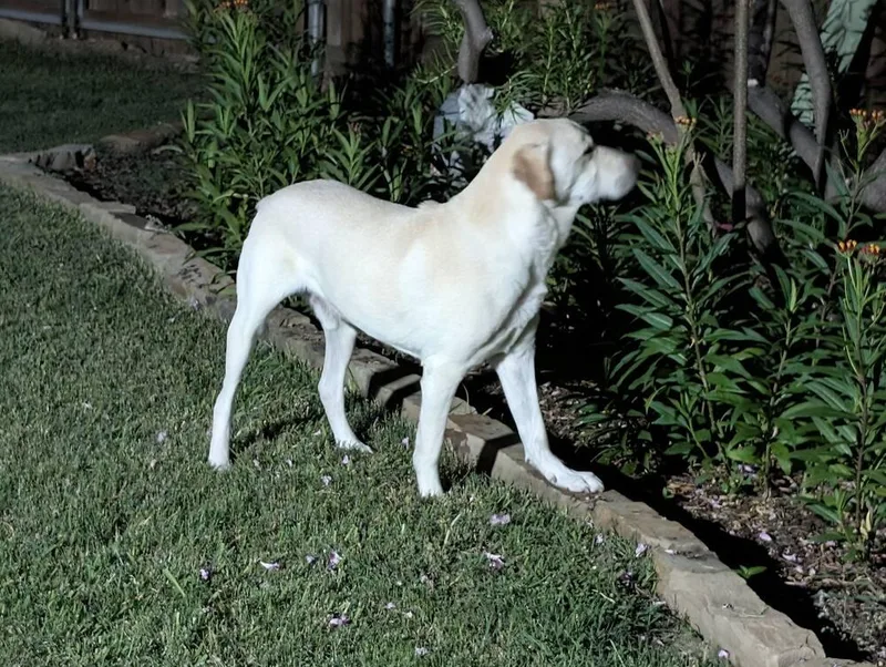 A senior medium-sized male White / Cream Labrador Retriever dog named Charlie for adoption in Dallas, TX