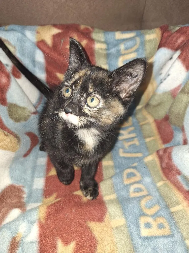 A baby small-sized female Domestic Long Hair cat named Izzy for adoption in Thornton, CO