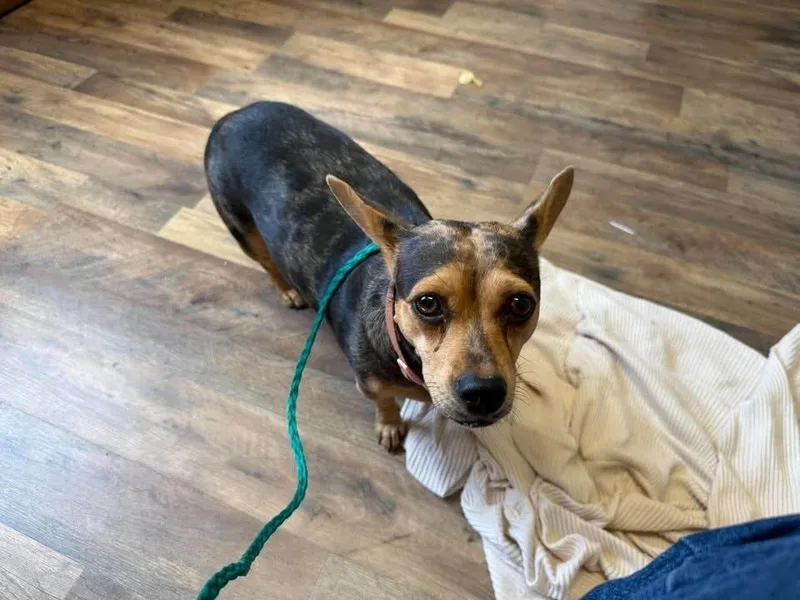 A young small-sized female Tricolor (Brown, Black, & White) Dachshund dog named Lexie for adoption in Shawnee, OK