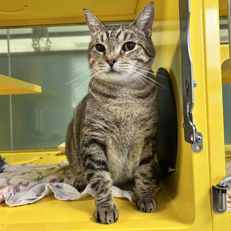 An adult extra large-sized male Brown / Chocolate Domestic Short Hair cat named Tom for adoption in Abilene, TX