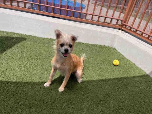 An adult medium-sized female Terrier dog named Scoobs for adoption in Carlsbad, CA