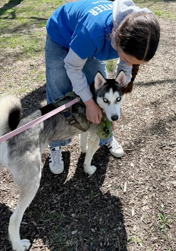 A young medium-sized male Siberian Husky dog named Apollo for adoption in Des Moines, IA