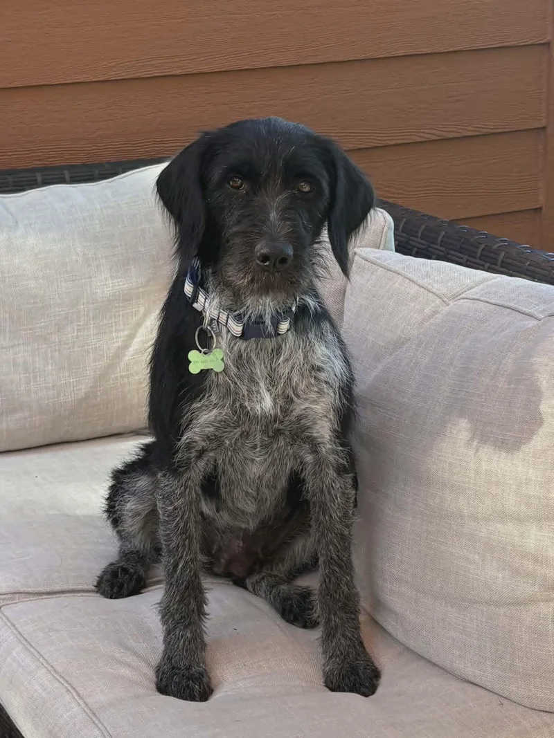 A young medium-sized female Wirehaired Pointing Griffon dog named Pepper for adoption in West Des Moines, IA