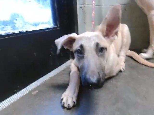 A young large-sized male German Shepherd Dog dog named Puppy for adoption in Tulsa, OK