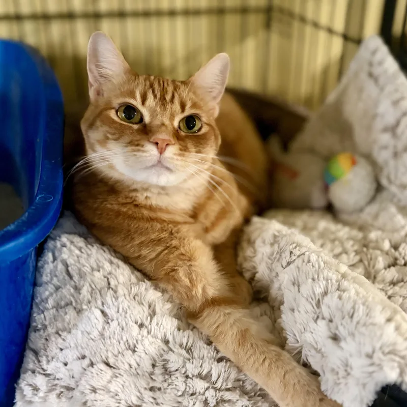 An adult medium-sized female Tabby (Orange / Red) Domestic Short Hair cat named Ginger for adoption in Greensboro, NC