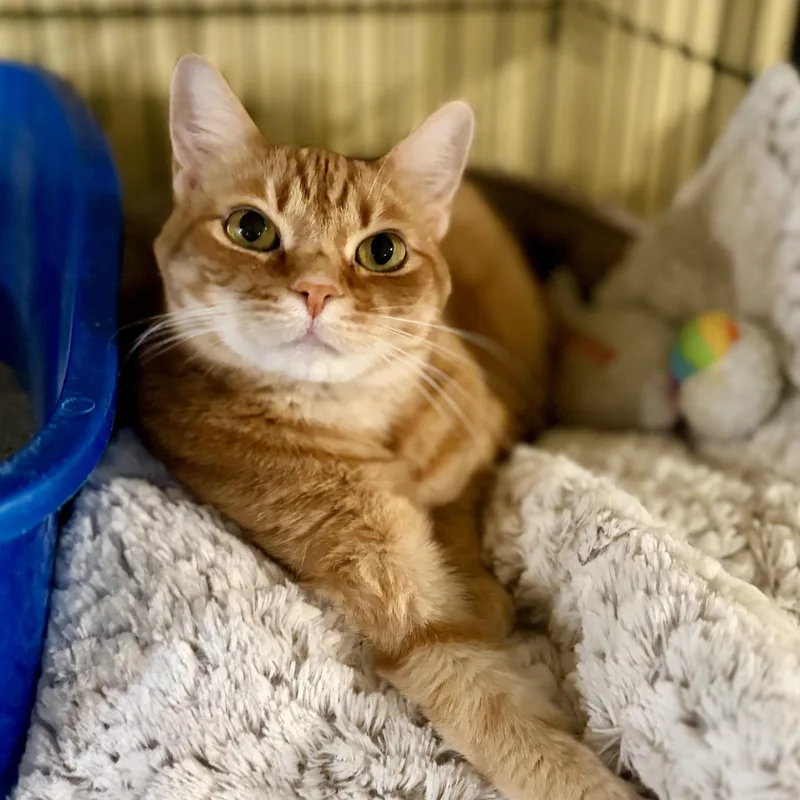 Ginger thumbnail 2