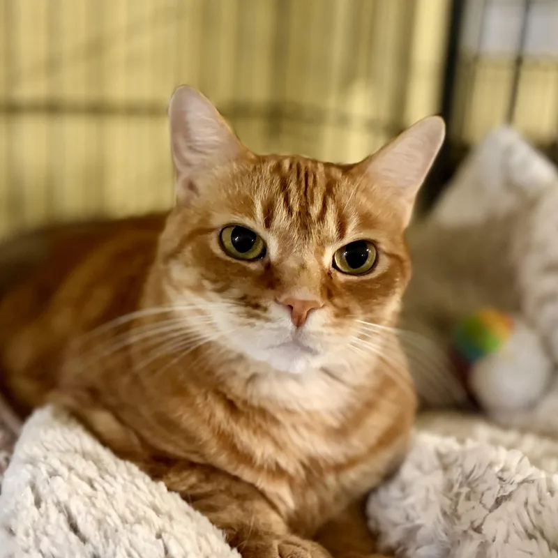 Ginger thumbnail 3