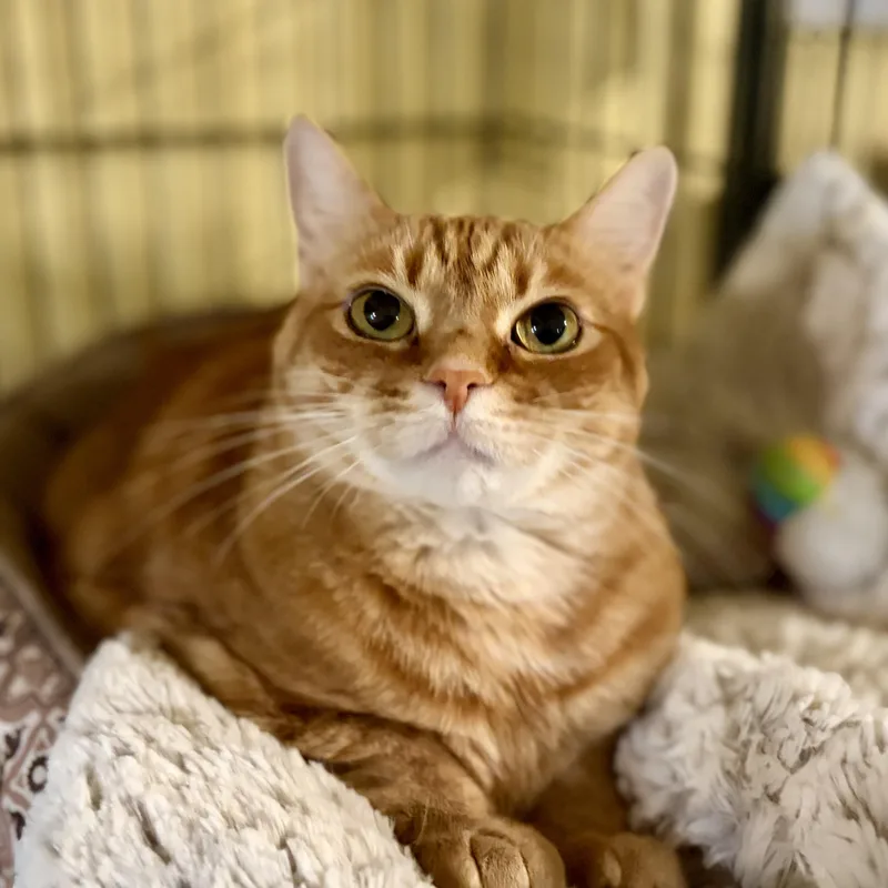 Ginger thumbnail 6