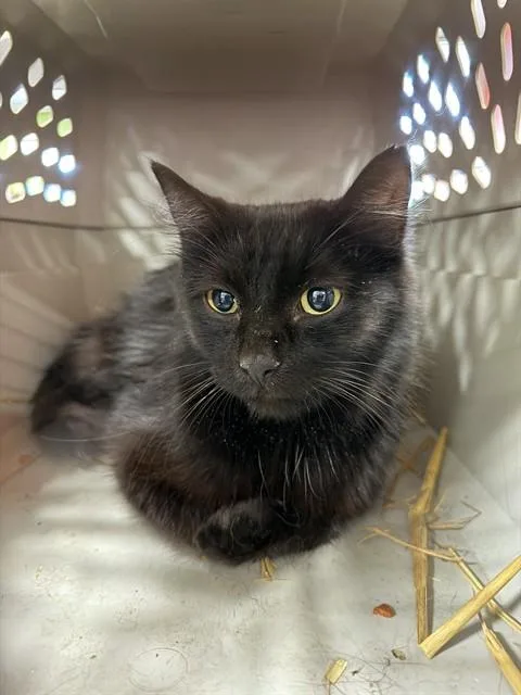 A young medium-sized female Domestic Short Hair cat named Gazpacho for adoption in Louisville, KY
