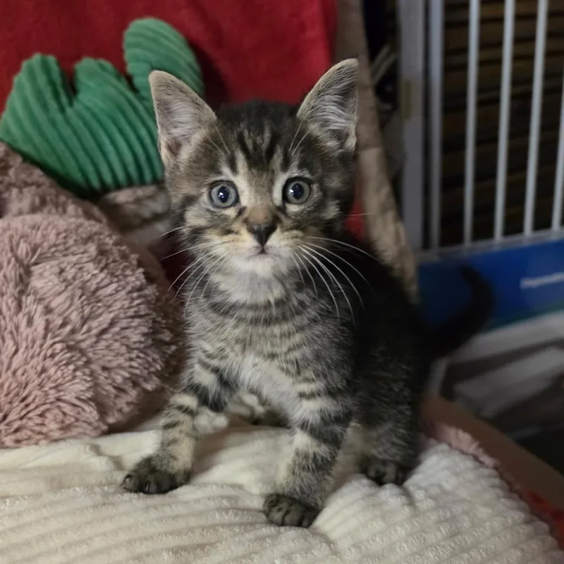 A baby medium-sized male Gray & White Domestic Medium Hair cat named Twinkie for adoption in Graham, WA