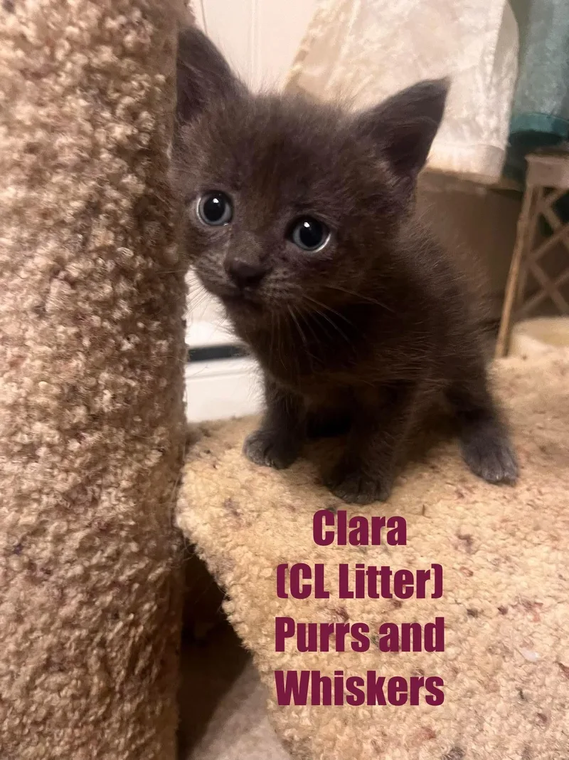 A baby medium-sized female Domestic Short Hair cat named Clara for adoption in New Hartford, NY