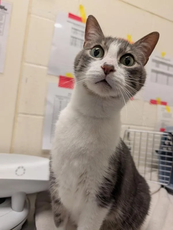An adult small-sized male Domestic Short Hair cat named Chairman for adoption in Santa Rosa, CA
