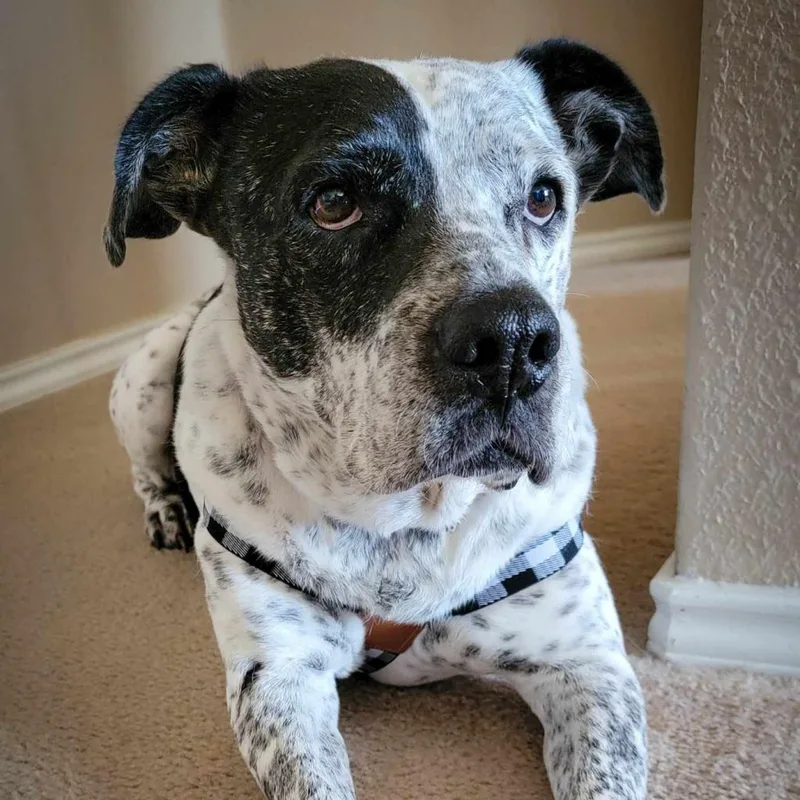 Mcdaddy Jum thumbnail 2