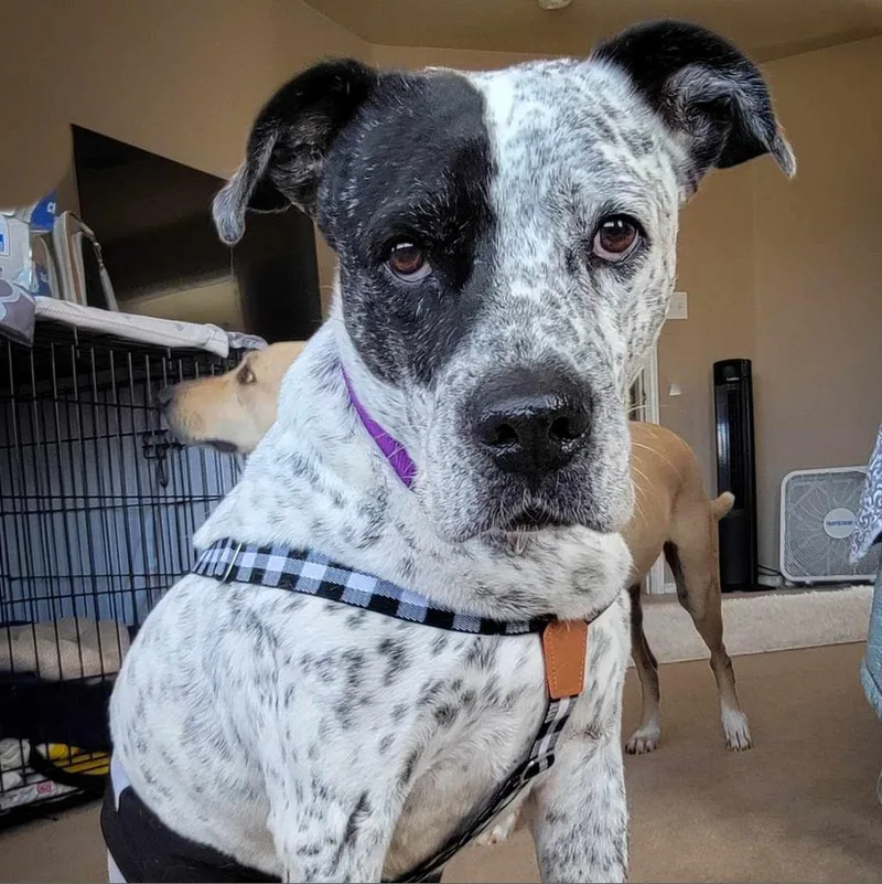 Mcdaddy Jum thumbnail 5