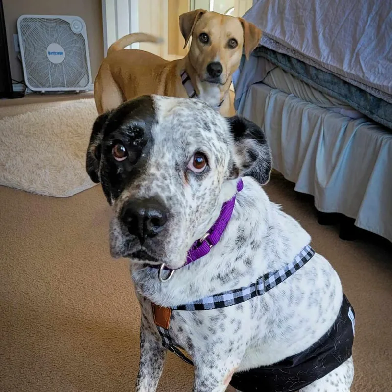 Mcdaddy Jum thumbnail 6