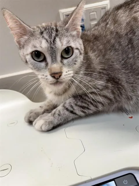 Zora